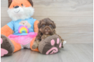 Havapoo Puppy for Adoption