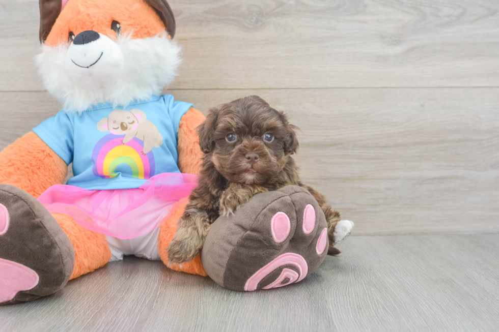 Havapoo Puppy for Adoption