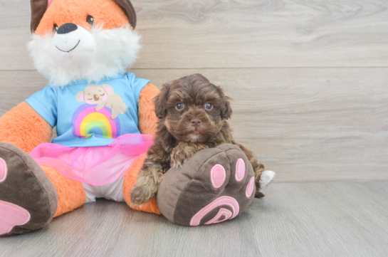 Havapoo Puppy for Adoption