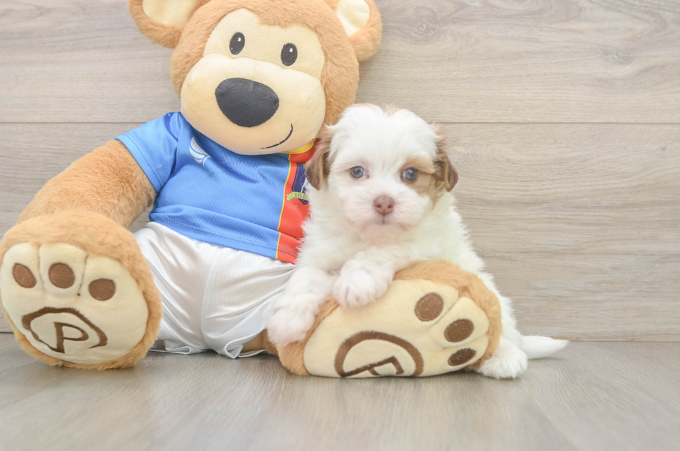 6 week old Havapoo Puppy For Sale - Premier Pups