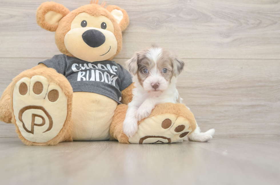 5 week old Havapoo Puppy For Sale - Premier Pups