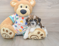 6 week old Havapoo Puppy For Sale - Premier Pups