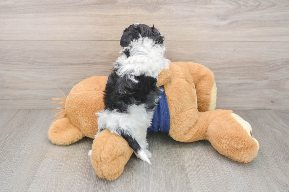 Smart Havapoo Poodle Mix Pup