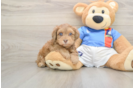 Energetic Havadoodle Poodle Mix Puppy