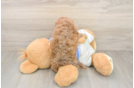 Playful Havadoodle Poodle Mix Puppy
