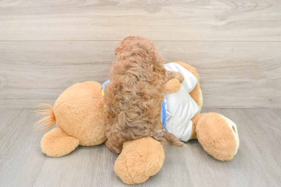 Playful Havadoodle Poodle Mix Puppy