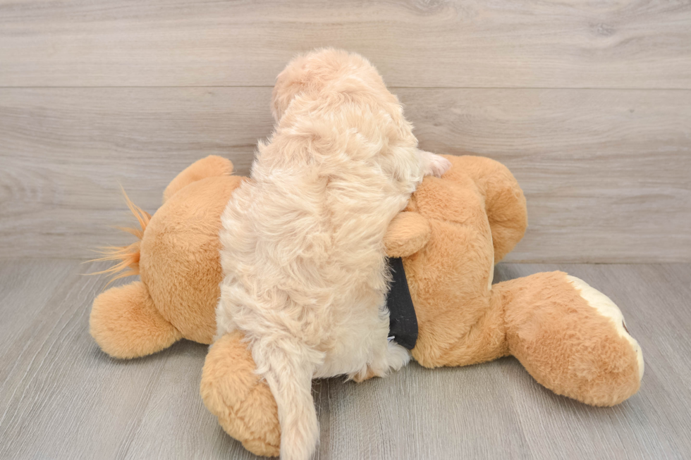 Havapoo Puppy for Adoption