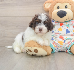 7 week old Havapoo Puppy For Sale - Premier Pups