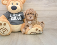 7 week old Havapoo Puppy For Sale - Premier Pups