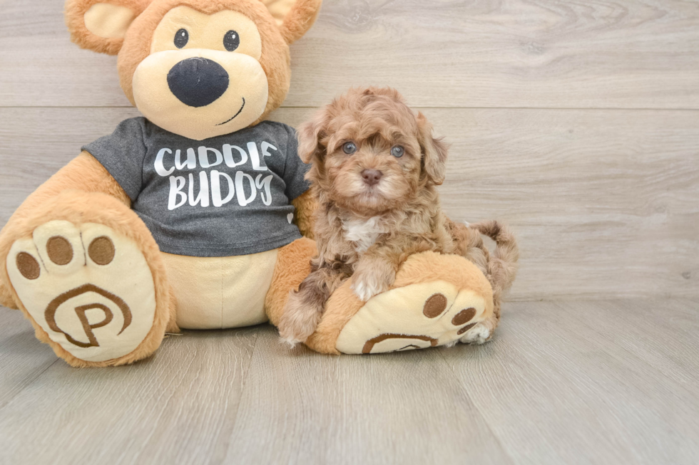 Havapoo Puppy for Adoption
