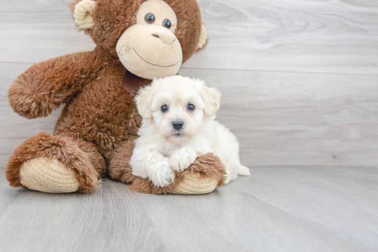 Little Havadoodle Poodle Mix Puppy