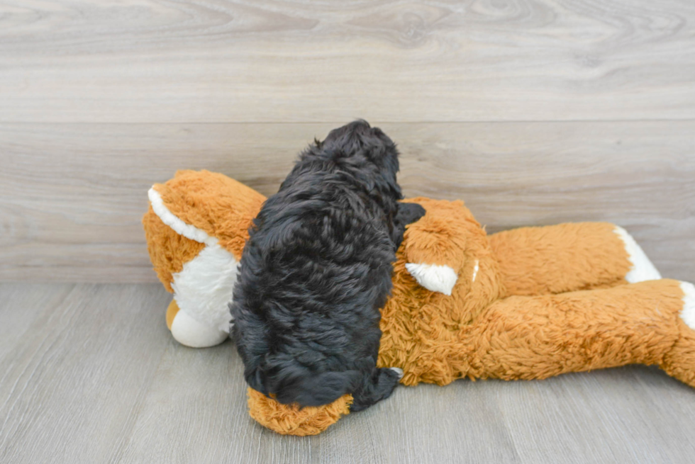 Little Havadoodle Poodle Mix Puppy