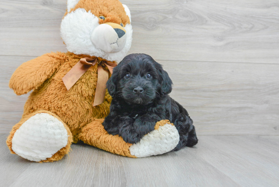 Adorable Havanese Poodle Mix Puppy