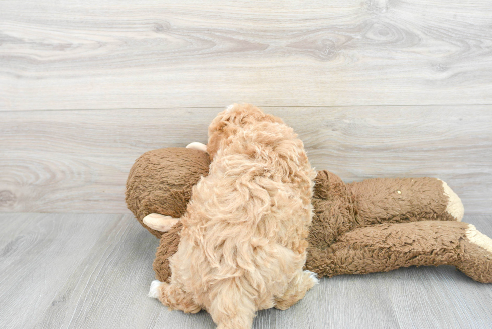 Little Havanese Poodle Mix Puppy