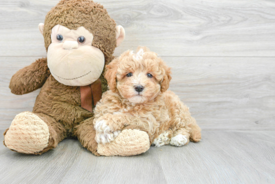 Funny Havapoo Poodle Mix Pup