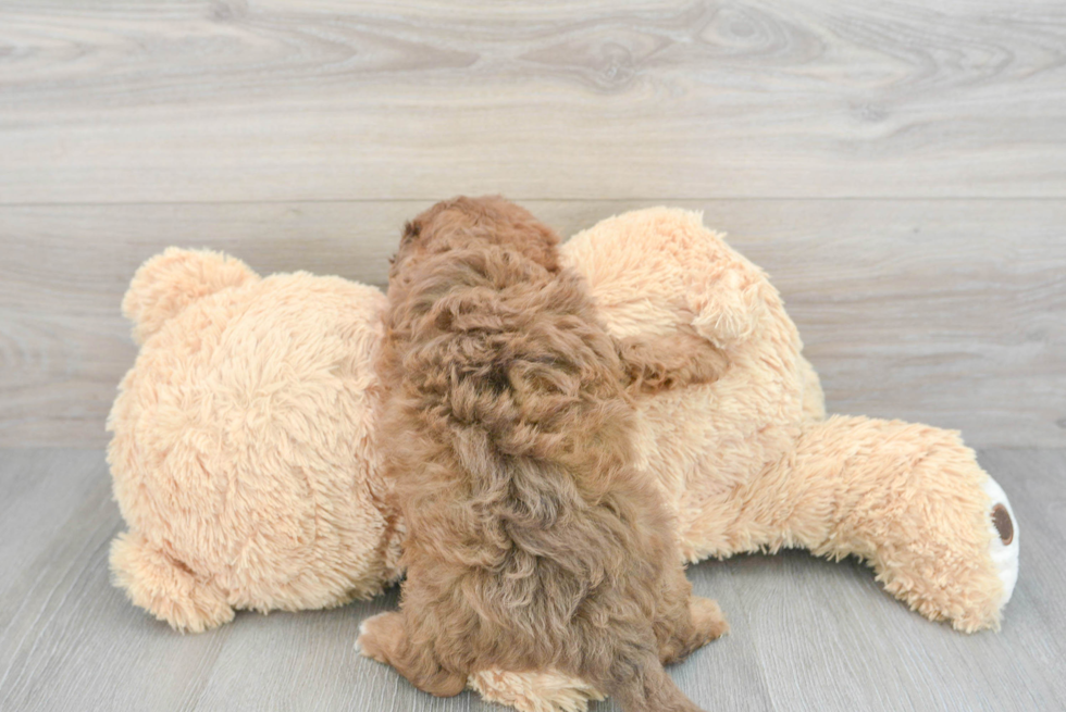 Little Havadoodle Poodle Mix Puppy