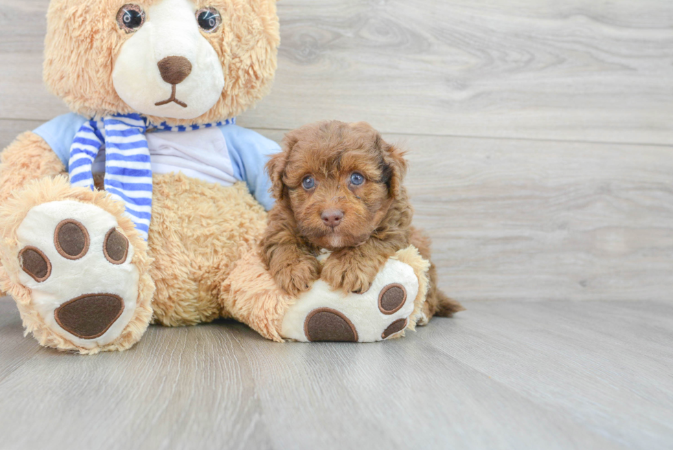 Little Havadoodle Poodle Mix Puppy