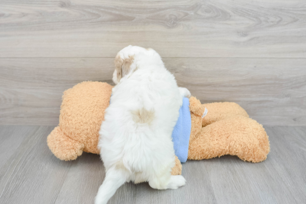 Adorable Havanese Poodle Mix Puppy