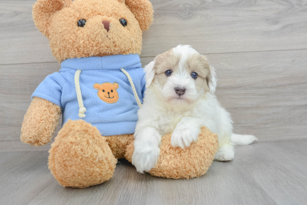 Popular Havapoo Poodle Mix Pup