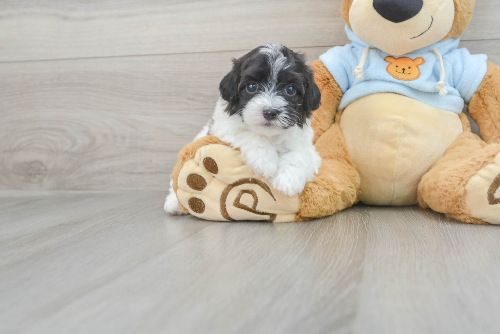 Popular Havapoo Poodle Mix Pup