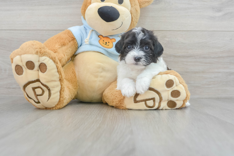 Adorable Havanese Poodle Mix Puppy