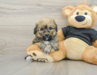 7 week old Havapoo Puppy For Sale - Premier Pups