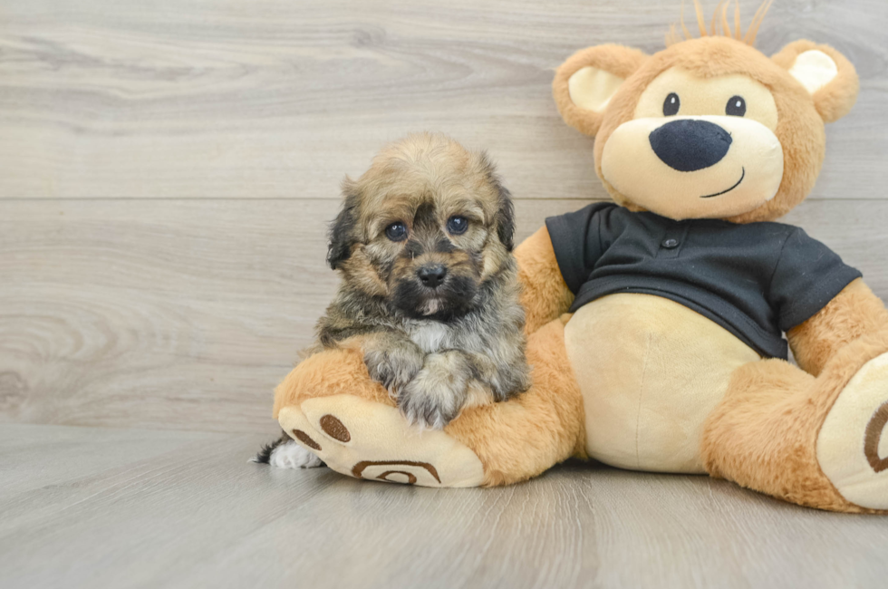 5 week old Havapoo Puppy For Sale - Premier Pups