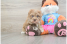 Petite Havapoo Poodle Mix Pup