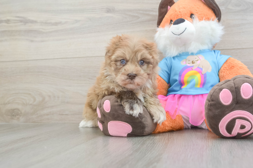 Petite Havapoo Poodle Mix Pup