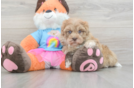Havapoo Pup Being Cute
