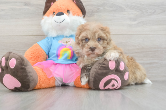 Havapoo Pup Being Cute
