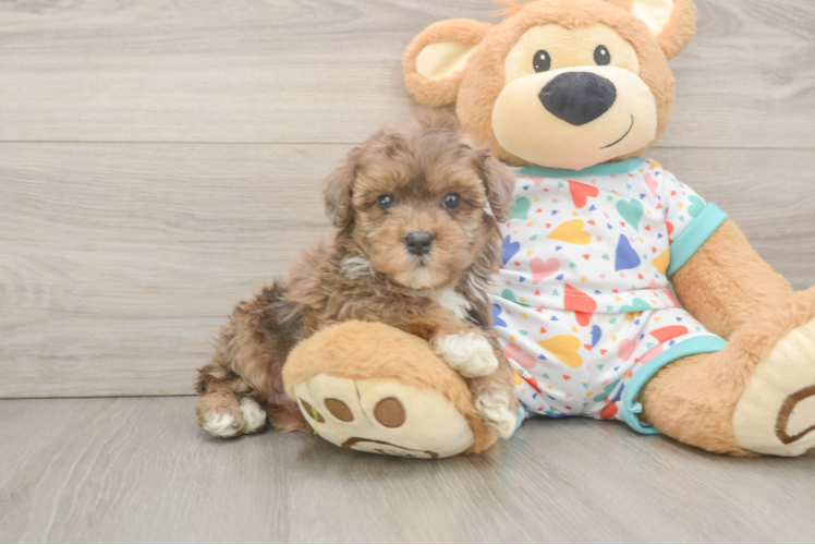 Small Havapoo Baby