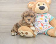 7 week old Havapoo Puppy For Sale - Premier Pups