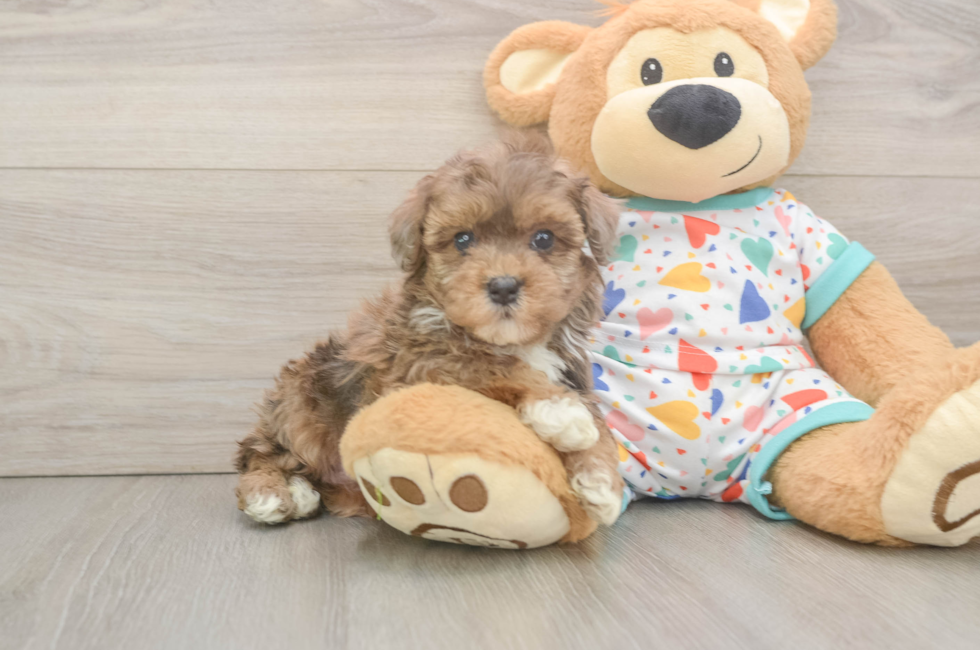 6 week old Havapoo Puppy For Sale - Premier Pups