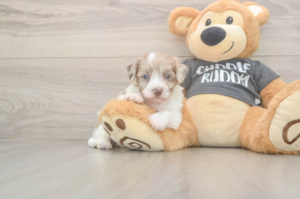 5 week old Havapoo Puppy For Sale - Premier Pups