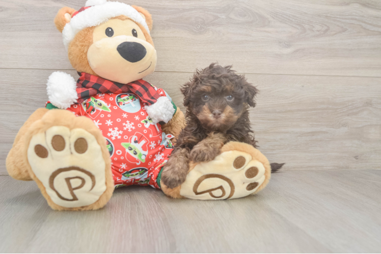 Adorable Havadoodle Poodle Mix Puppy