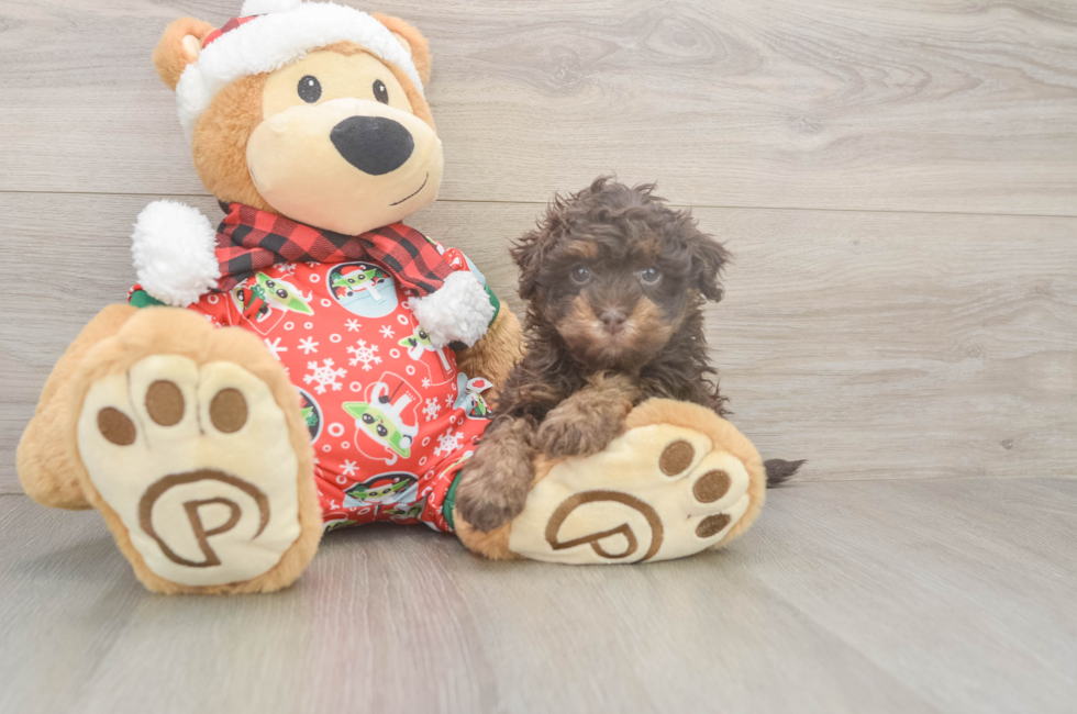 5 week old Havapoo Puppy For Sale - Premier Pups