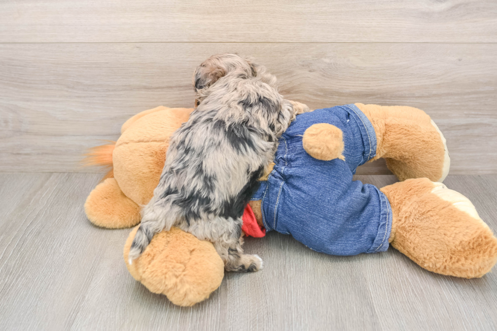 Havapoo Pup Being Cute