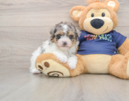 7 week old Havapoo Puppy For Sale - Premier Pups