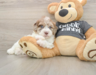 6 week old Havapoo Puppy For Sale - Premier Pups