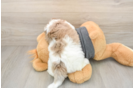 Havapoo Puppy for Adoption