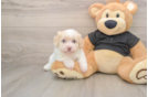 Energetic Havadoodle Poodle Mix Puppy