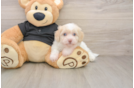 Smart Havapoo Poodle Mix Pup