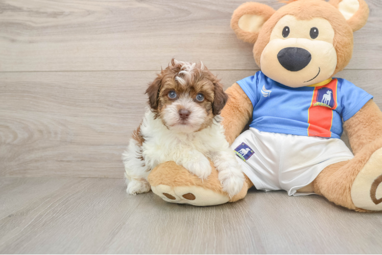 Havapoo Puppy for Adoption