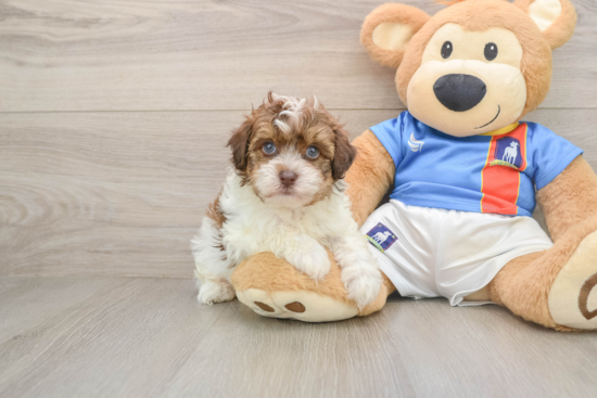 Havapoo Puppy for Adoption
