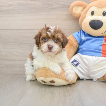 Havapoo Puppy for Adoption