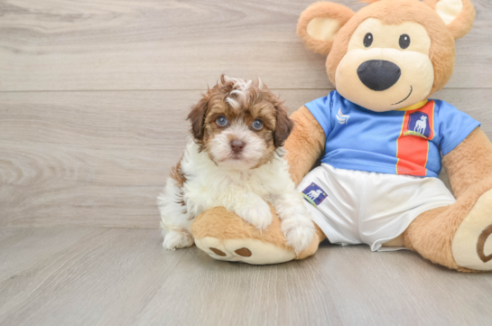 Havapoo Puppy for Adoption