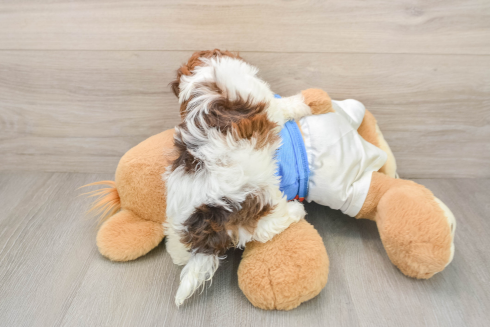 Hypoallergenic Havadoodle Poodle Mix Puppy
