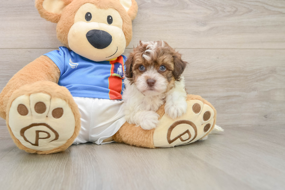 Havapoo Puppy for Adoption