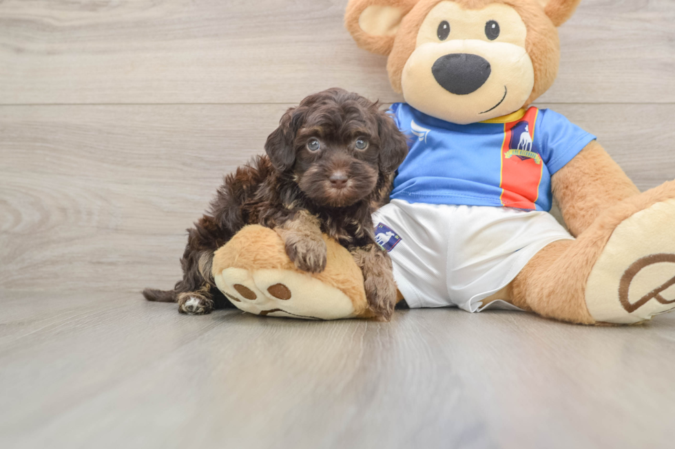 Popular Havapoo Poodle Mix Pup